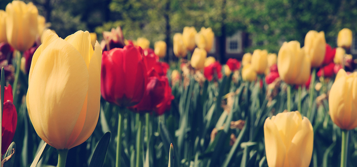 高级专业版本的cc攻击工具